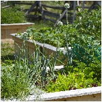 garden greesn